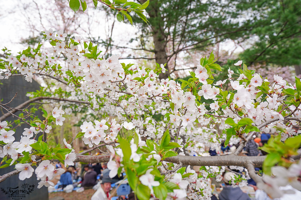北海道札幌円山公園（圓山公園）、北海道神宮賞櫻之旅！！參拜前先吃祭典美景，賞梅.櫻花散策 @緹雅瑪 美食旅遊趣