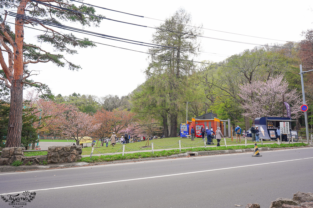 北海道札幌円山公園（圓山公園）、北海道神宮賞櫻之旅！！參拜前先吃祭典美景，賞梅.櫻花散策 @緹雅瑪 美食旅遊趣