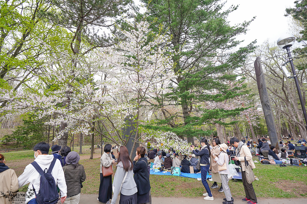 北海道札幌円山公園（圓山公園）、北海道神宮賞櫻之旅！！參拜前先吃祭典美景，賞梅.櫻花散策 @緹雅瑪 美食旅遊趣