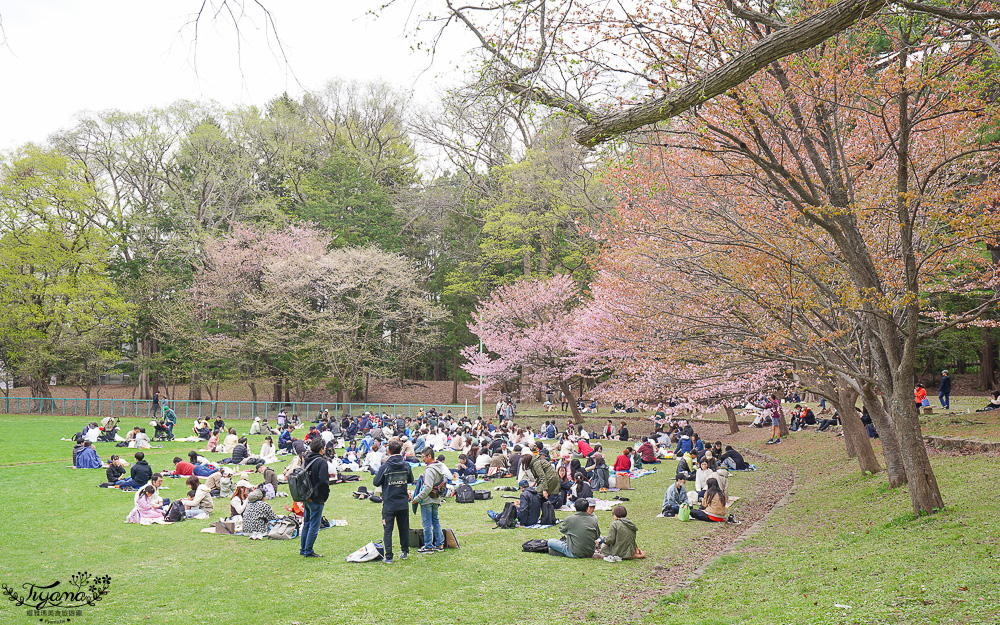 北海道札幌円山公園（圓山公園）、北海道神宮賞櫻之旅！！參拜前先吃祭典美景，賞梅.櫻花散策 @緹雅瑪 美食旅遊趣
