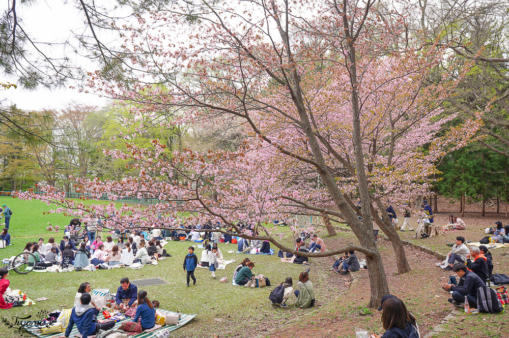北海道札幌円山公園（圓山公園）、北海道神宮賞櫻之旅！！參拜前先吃祭典美景，賞梅.櫻花散策 @緹雅瑪 美食旅遊趣