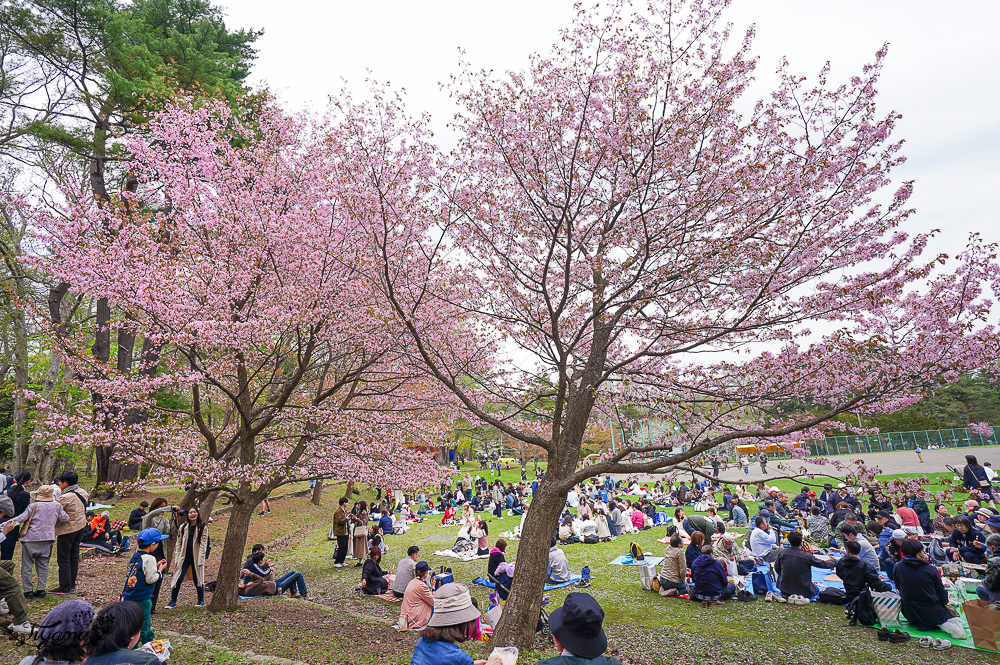 北海道札幌円山公園（圓山公園）、北海道神宮賞櫻之旅！！參拜前先吃祭典美景，賞梅.櫻花散策 @緹雅瑪 美食旅遊趣
