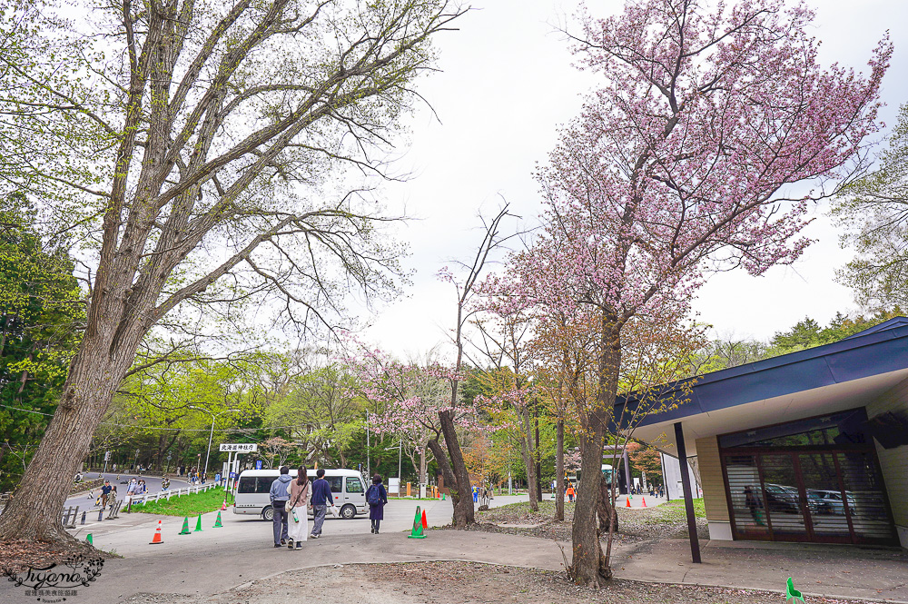 北海道札幌「北海道神宮」賞櫻之旅！！參拜前先吃祭典美景，賞梅.櫻花散策 @緹雅瑪 美食旅遊趣