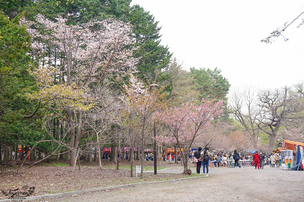 北海道札幌「北海道神宮」賞櫻之旅！！參拜前先吃祭典美景，賞梅.櫻花散策 @緹雅瑪 美食旅遊趣