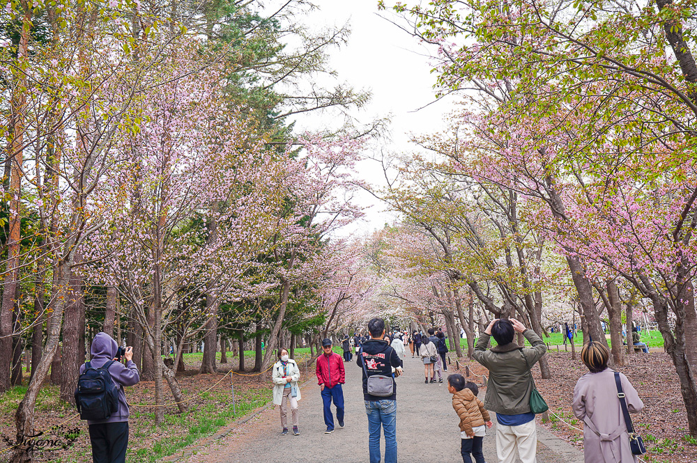 北海道札幌「北海道神宮」賞櫻之旅！！參拜前先吃祭典美景，賞梅.櫻花散策 @緹雅瑪 美食旅遊趣