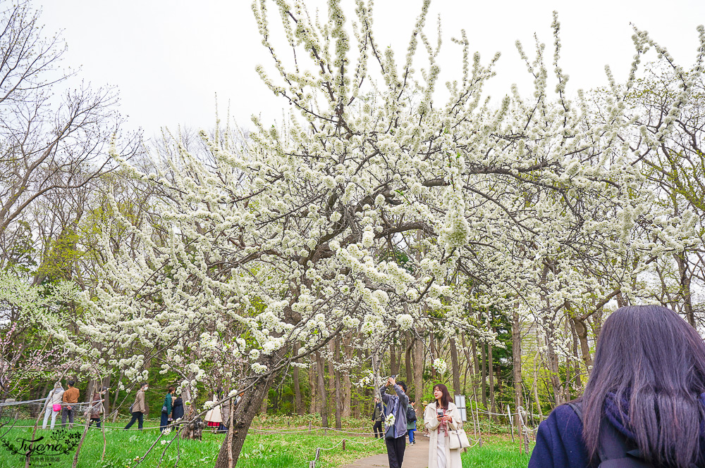 北海道札幌「北海道神宮」賞櫻之旅！！參拜前先吃祭典美景，賞梅.櫻花散策 @緹雅瑪 美食旅遊趣