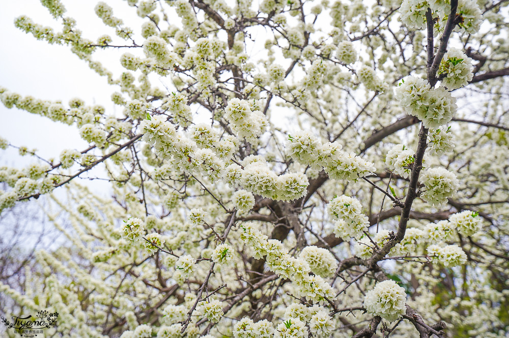北海道札幌「北海道神宮」賞櫻之旅！！參拜前先吃祭典美景，賞梅.櫻花散策 @緹雅瑪 美食旅遊趣