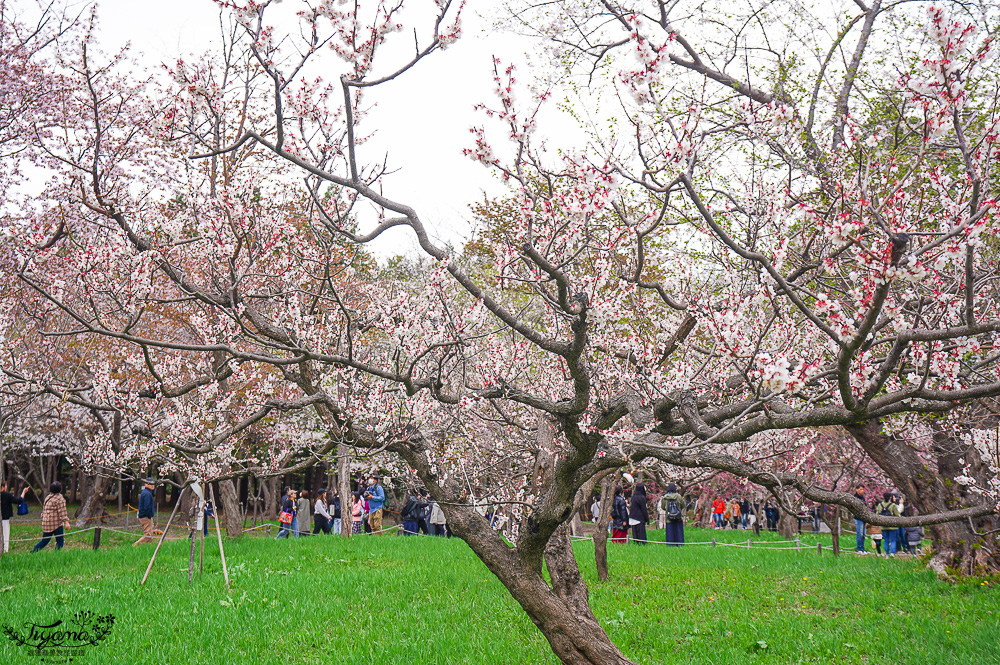 北海道札幌「北海道神宮」賞櫻之旅！！參拜前先吃祭典美景，賞梅.櫻花散策 @緹雅瑪 美食旅遊趣