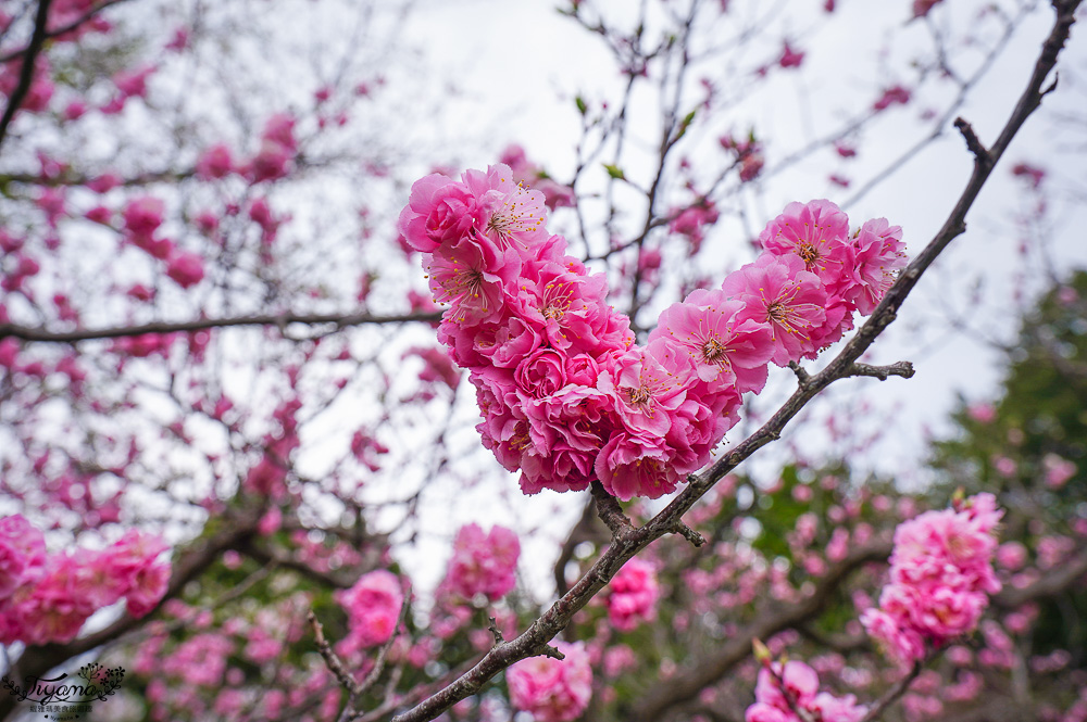 北海道札幌「北海道神宮」賞櫻之旅！！參拜前先吃祭典美景，賞梅.櫻花散策 @緹雅瑪 美食旅遊趣