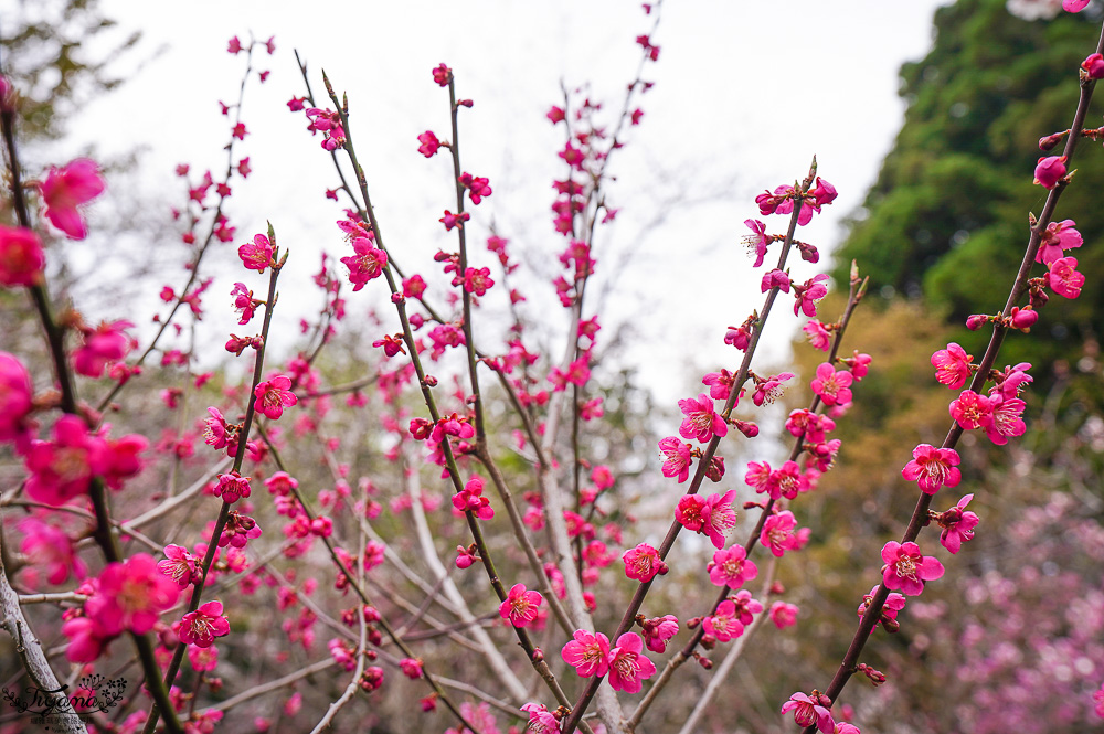 北海道札幌「北海道神宮」賞櫻之旅！！參拜前先吃祭典美景，賞梅.櫻花散策 @緹雅瑪 美食旅遊趣