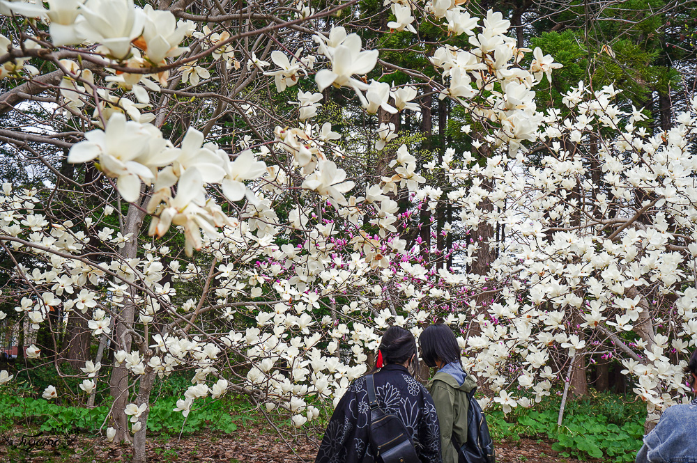 北海道札幌「北海道神宮」賞櫻之旅！！參拜前先吃祭典美景，賞梅.櫻花散策 @緹雅瑪 美食旅遊趣