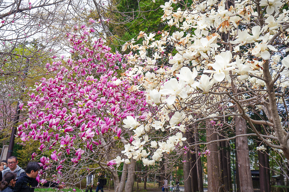 北海道札幌「北海道神宮」賞櫻之旅！！參拜前先吃祭典美景，賞梅.櫻花散策 @緹雅瑪 美食旅遊趣