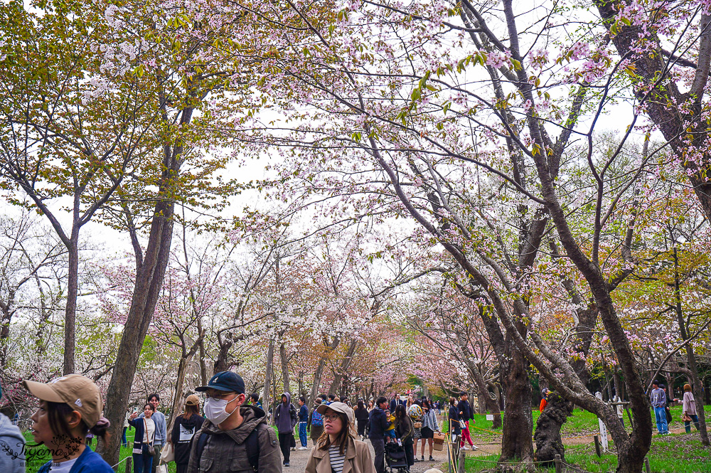 北海道札幌「北海道神宮」賞櫻之旅！！參拜前先吃祭典美景，賞梅.櫻花散策 @緹雅瑪 美食旅遊趣