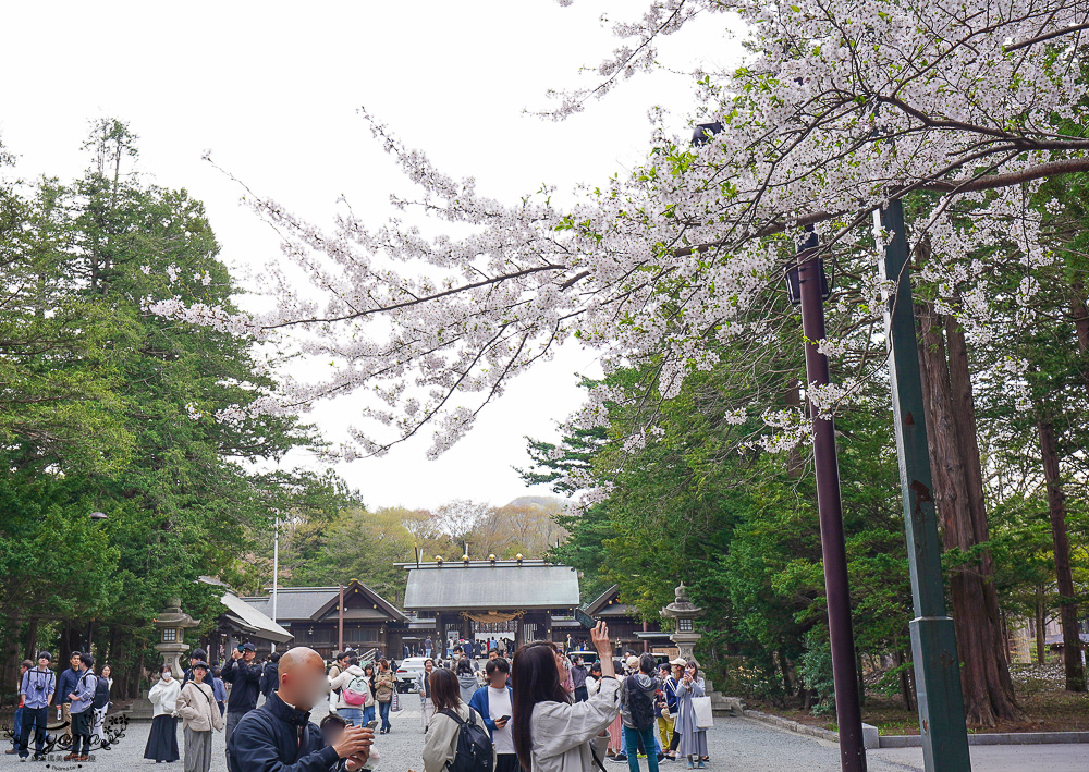 北海道札幌「北海道神宮」賞櫻之旅！！參拜前先吃祭典美景，賞梅.櫻花散策 @緹雅瑪 美食旅遊趣