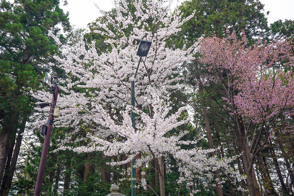 北海道札幌「北海道神宮」賞櫻之旅！！參拜前先吃祭典美景，賞梅.櫻花散策 @緹雅瑪 美食旅遊趣