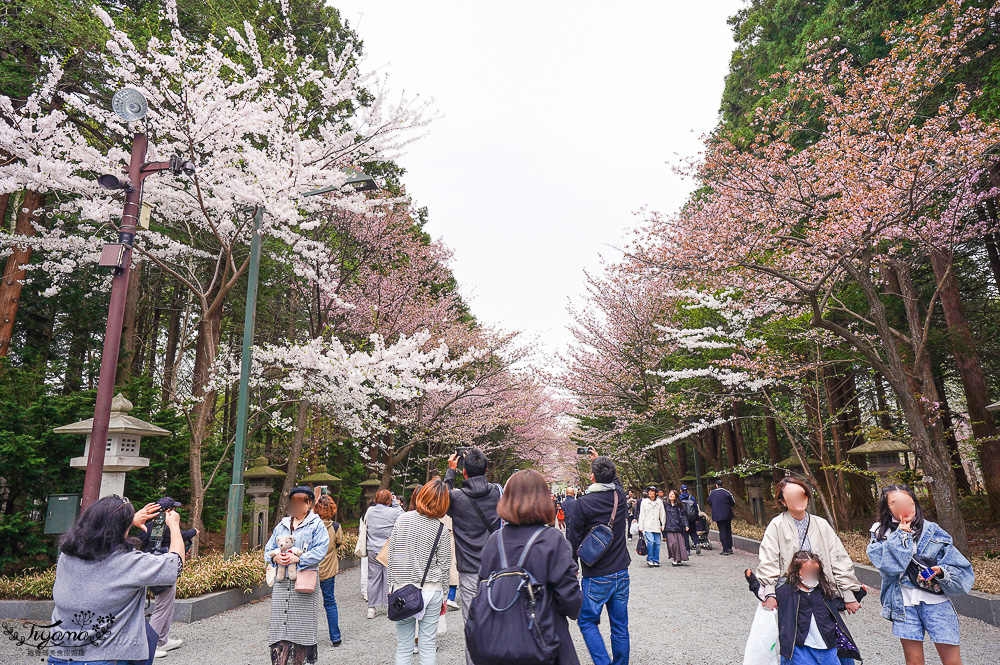 北海道札幌「北海道神宮」賞櫻之旅！！參拜前先吃祭典美景，賞梅.櫻花散策 @緹雅瑪 美食旅遊趣