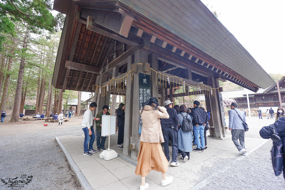 北海道札幌「北海道神宮」賞櫻之旅！！參拜前先吃祭典美景，賞梅.櫻花散策 @緹雅瑪 美食旅遊趣