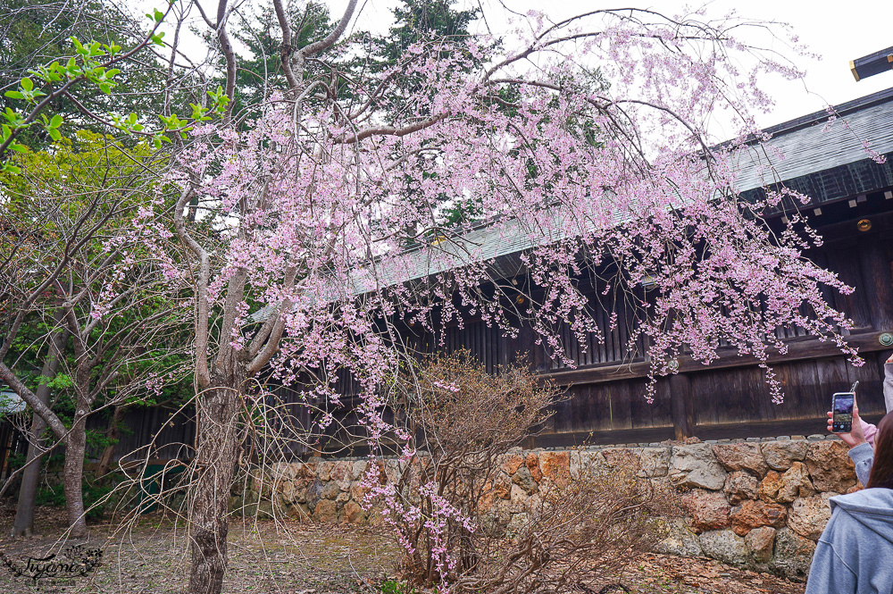 北海道札幌「北海道神宮」賞櫻之旅！！參拜前先吃祭典美景，賞梅.櫻花散策 @緹雅瑪 美食旅遊趣