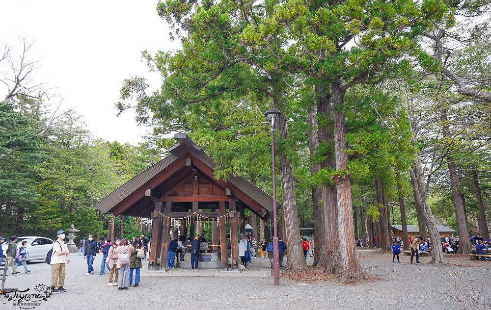 北海道札幌「北海道神宮」賞櫻之旅！！參拜前先吃祭典美景，賞梅.櫻花散策 @緹雅瑪 美食旅遊趣