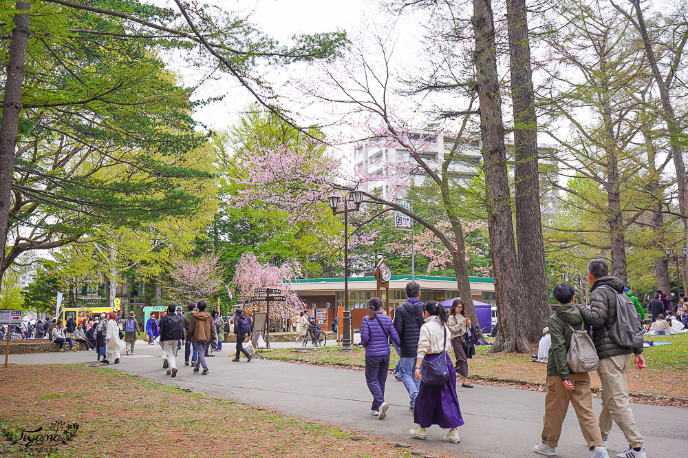 北海道札幌円山公園（圓山公園）、北海道神宮賞櫻之旅！！參拜前先吃祭典美景，賞梅.櫻花散策 @緹雅瑪 美食旅遊趣