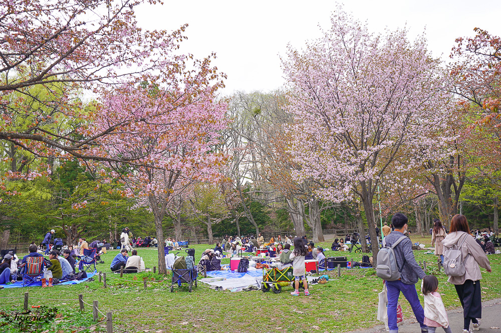 北海道札幌「北海道神宮」賞櫻之旅！！參拜前先吃祭典美景，賞梅.櫻花散策 @緹雅瑪 美食旅遊趣