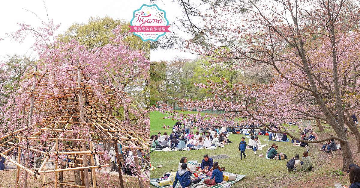 北海道札幌円山公園（圓山公園）、北海道神宮賞櫻之旅！！參拜前先吃祭典美景，賞梅.櫻花散策 @緹雅瑪 美食旅遊趣