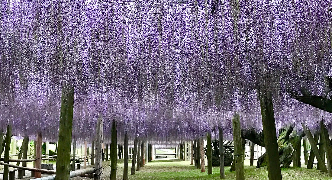 北九州一日遊｜河內藤園、門司港懷舊區散歩、THE OUTLETS KITAKYUSHU自由購物，全中文KKday專屬團~ @緹雅瑪 美食旅遊趣