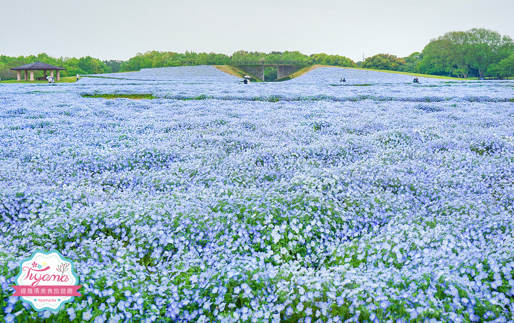 九州福岡粉蝶藍花海「海之中道海濱公園」租單車遊公園，福岡親子人氣景點 @緹雅瑪 美食旅遊趣