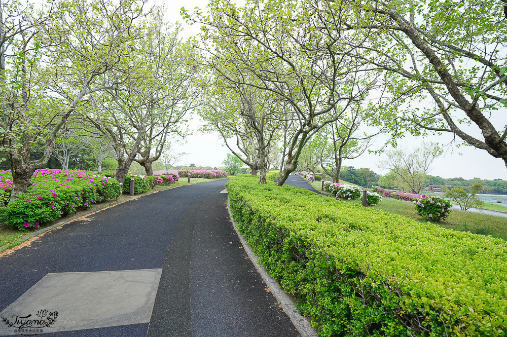 九州福岡粉蝶藍花海「海之中道海濱公園」租單車遊公園，福岡親子人氣景點 @緹雅瑪 美食旅遊趣