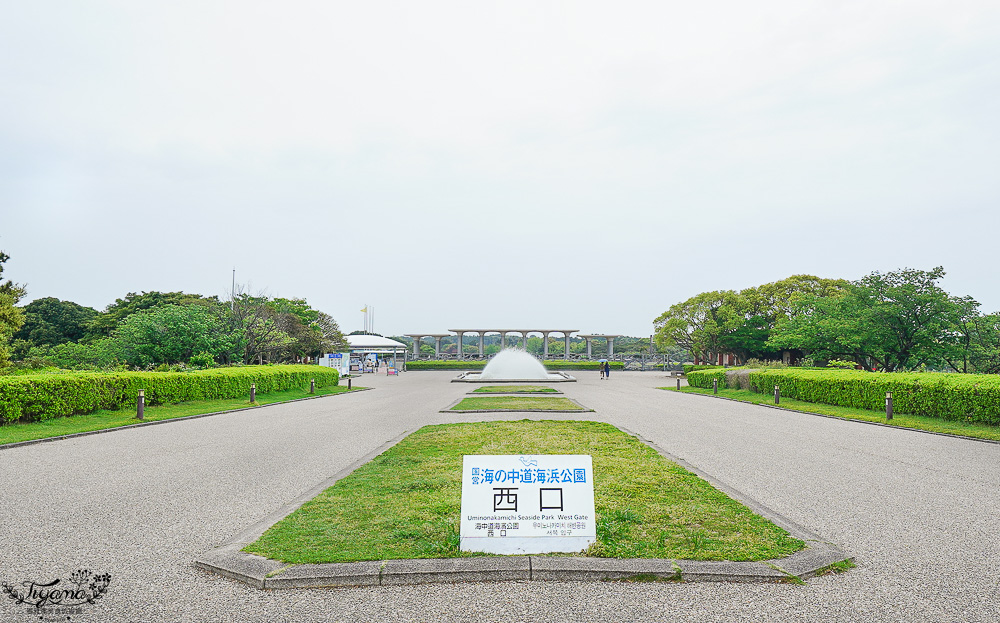 九州福岡粉蝶藍花海「海之中道海濱公園」租單車遊公園，福岡親子人氣景點 @緹雅瑪 美食旅遊趣