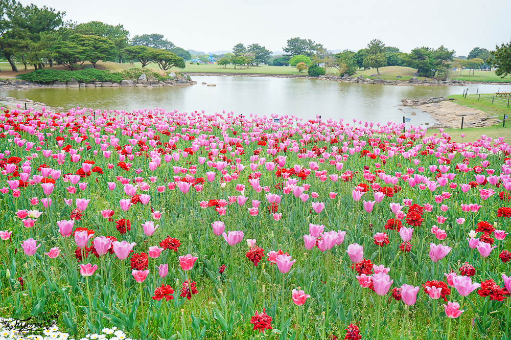 九州福岡粉蝶藍花海「海之中道海濱公園」租單車遊公園，福岡親子人氣景點 @緹雅瑪 美食旅遊趣