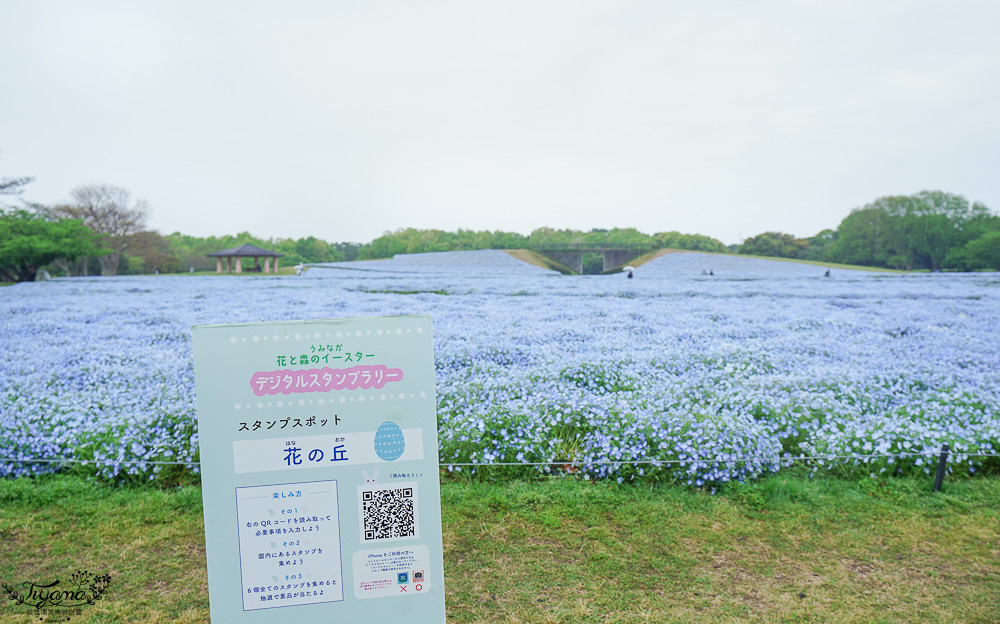九州福岡粉蝶藍花海「海之中道海濱公園」租單車遊公園，福岡親子人氣景點 @緹雅瑪 美食旅遊趣