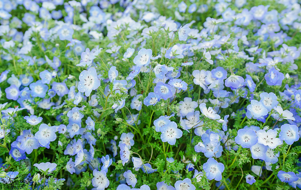 九州福岡粉蝶藍花海「海之中道海濱公園」租單車遊公園，福岡親子人氣景點 @緹雅瑪 美食旅遊趣