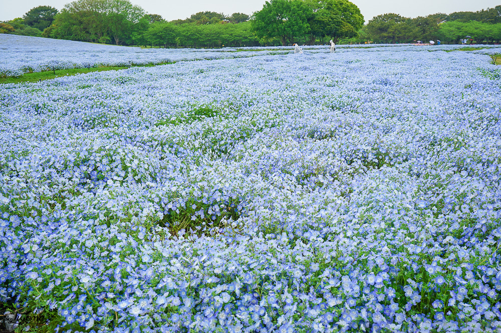 九州福岡粉蝶藍花海「海之中道海濱公園」租單車遊公園，福岡親子人氣景點 @緹雅瑪 美食旅遊趣