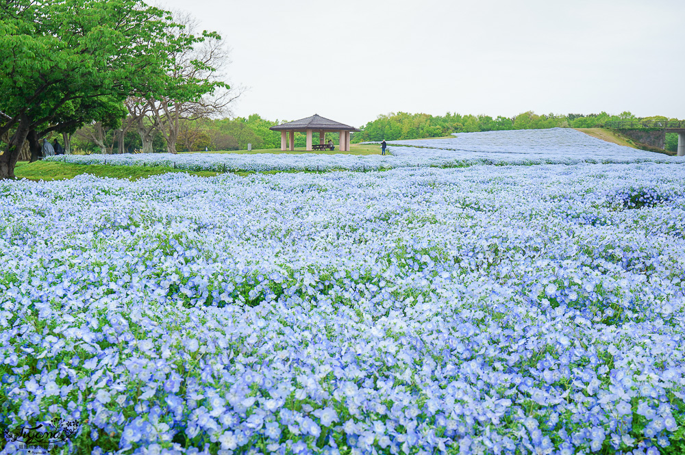九州福岡粉蝶藍花海「海之中道海濱公園」租單車遊公園，福岡親子人氣景點 @緹雅瑪 美食旅遊趣