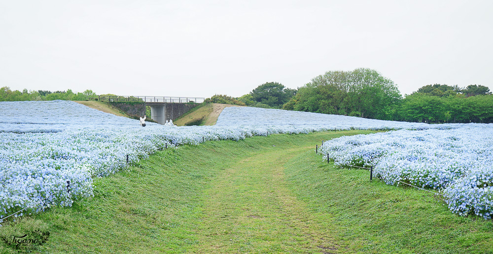九州福岡粉蝶藍花海「海之中道海濱公園」租單車遊公園，福岡親子人氣景點 @緹雅瑪 美食旅遊趣