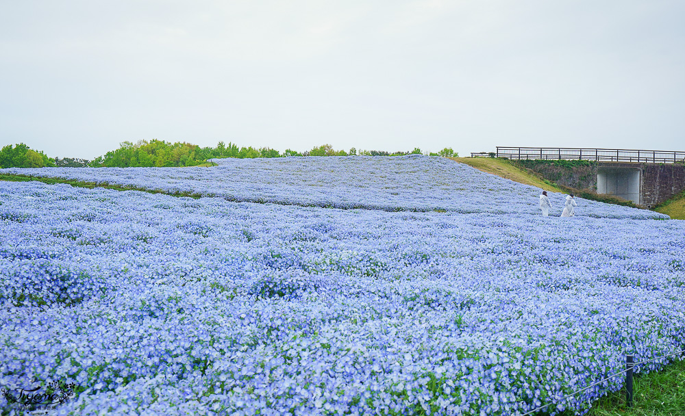 九州福岡粉蝶藍花海「海之中道海濱公園」租單車遊公園，福岡親子人氣景點 @緹雅瑪 美食旅遊趣