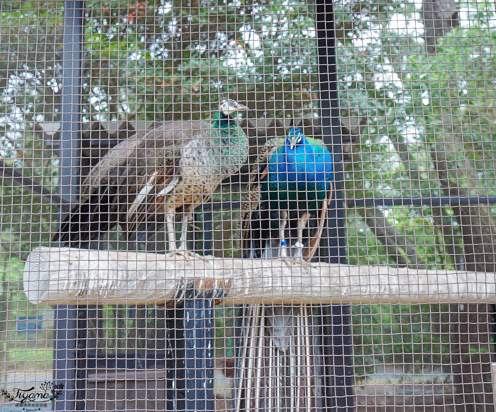 九州福岡粉蝶藍花海「海之中道海濱公園」租單車遊公園，福岡親子人氣景點 @緹雅瑪 美食旅遊趣