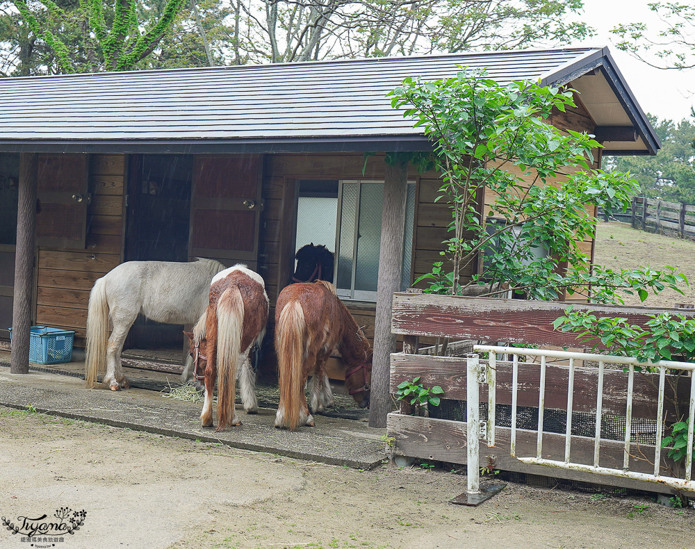 九州福岡粉蝶藍花海「海之中道海濱公園」租單車遊公園，福岡親子人氣景點 @緹雅瑪 美食旅遊趣