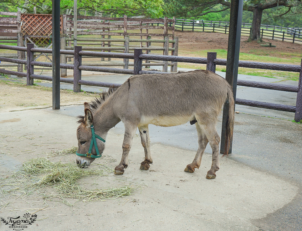九州福岡粉蝶藍花海「海之中道海濱公園」租單車遊公園，福岡親子人氣景點 @緹雅瑪 美食旅遊趣