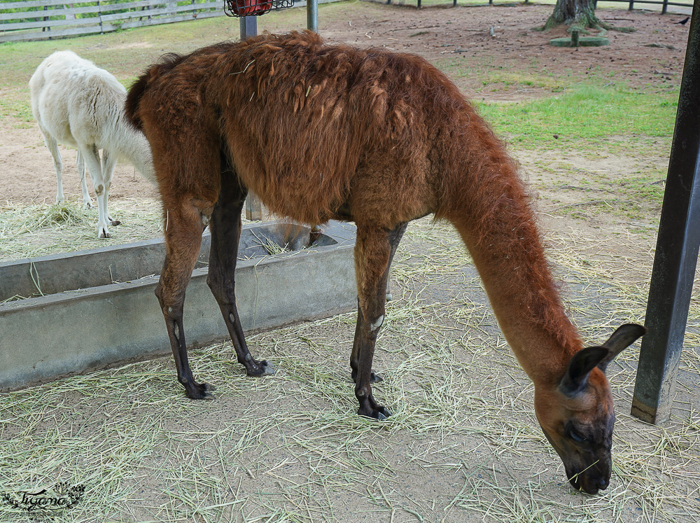 九州福岡粉蝶藍花海「海之中道海濱公園」租單車遊公園，福岡親子人氣景點 @緹雅瑪 美食旅遊趣