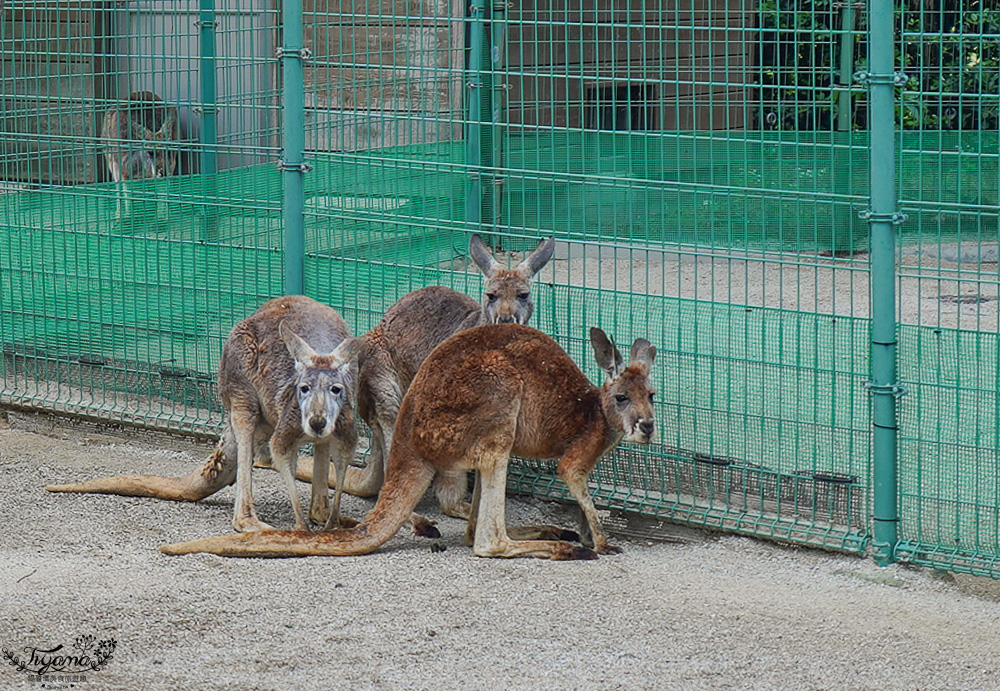 九州福岡粉蝶藍花海「海之中道海濱公園」租單車遊公園，福岡親子人氣景點 @緹雅瑪 美食旅遊趣