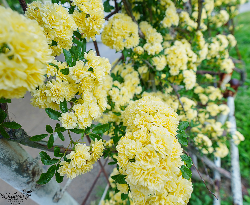 九州福岡粉蝶藍花海「海之中道海濱公園」租單車遊公園，福岡親子人氣景點 @緹雅瑪 美食旅遊趣