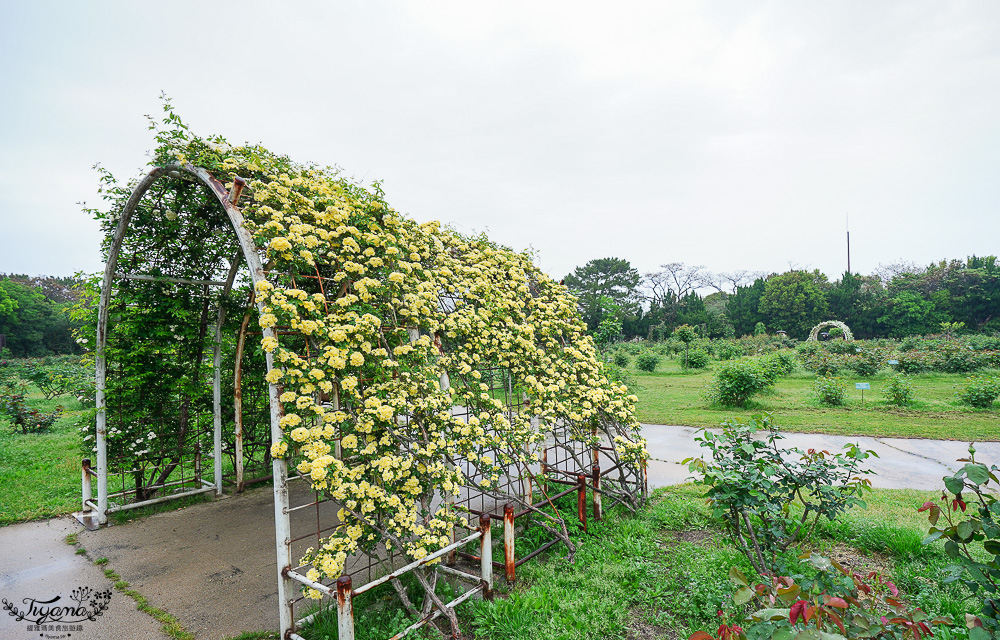 九州福岡粉蝶藍花海「海之中道海濱公園」租單車遊公園，福岡親子人氣景點 @緹雅瑪 美食旅遊趣