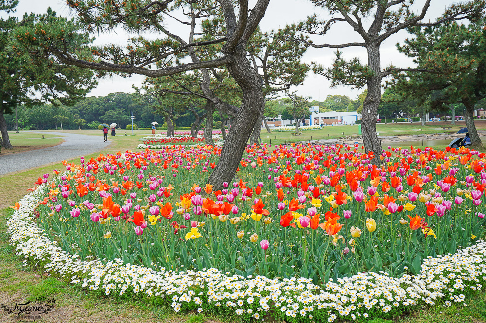 九州福岡粉蝶藍花海「海之中道海濱公園」租單車遊公園，福岡親子人氣景點 @緹雅瑪 美食旅遊趣