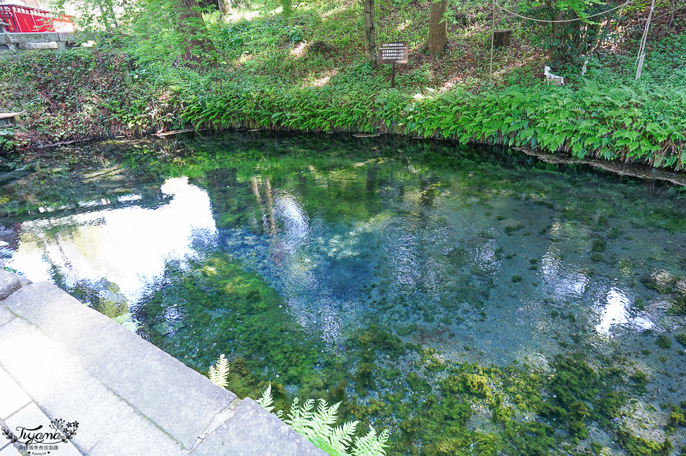 熊本南阿蘇｜白川水源｜白川吉見神社：日本名水百選，世界最清澈的天然水之一 @緹雅瑪 美食旅遊趣
