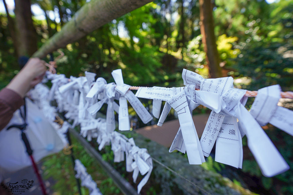 熊本南阿蘇｜白川水源｜白川吉見神社：日本名水百選，世界最清澈的天然水之一 @緹雅瑪 美食旅遊趣
