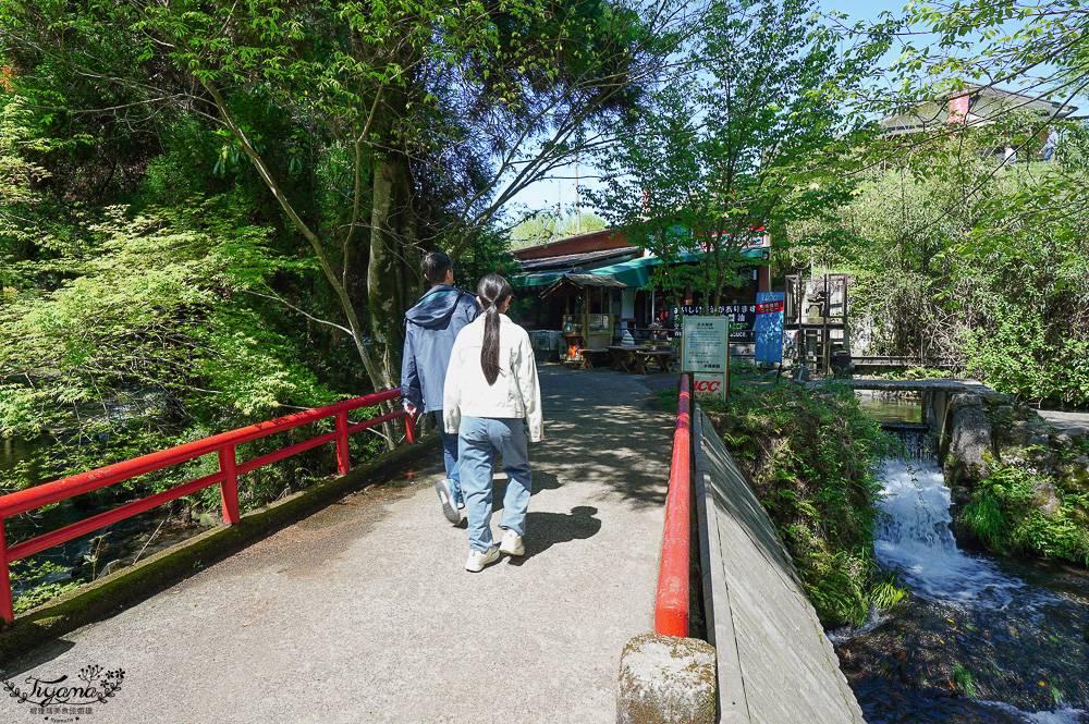 熊本南阿蘇｜白川水源｜白川吉見神社：日本名水百選，世界最清澈的天然水之一 @緹雅瑪 美食旅遊趣