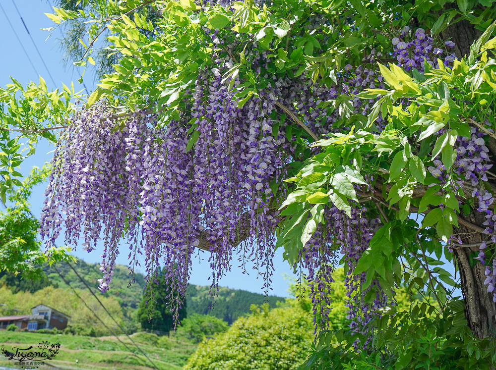 宮崎高千穗町景點｜天岩戸神社．天安河原：傳說神話秘境「洞穴中的神社」 @緹雅瑪 美食旅遊趣