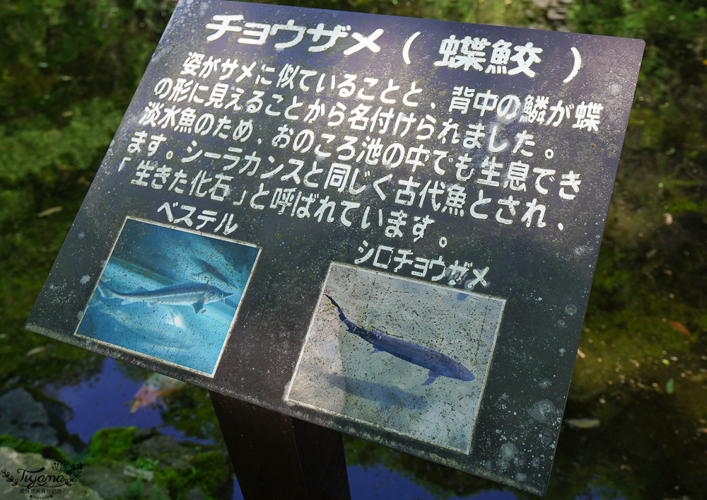 宮崎絕美仙境「高千穗峽」預約划船遊秘境，高千穗 流水麵線｜九州南阿蘇一日遊 @緹雅瑪 美食旅遊趣